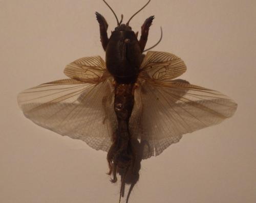 Gryllotalpa gryllotalpa